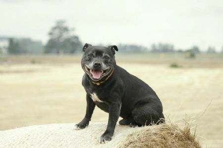 northern staffordshire bull terrier club